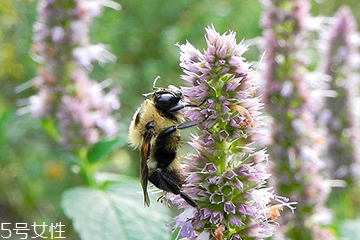 藿香能做菜嗎？藿香怎么做菜？