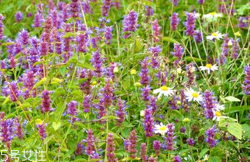 藿香能做菜嗎？藿香怎么做菜？