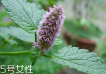 藿香能多吃嗎？藿香吃多了會怎樣？