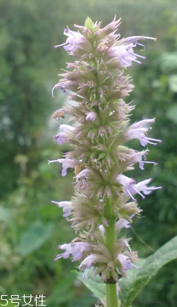 藿香能多吃嗎？藿香吃多了會怎樣？