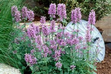 藿香能多吃嗎？藿香吃多了會怎樣？