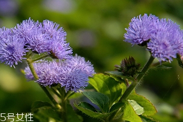 藿香能驅(qū)蚊嗎？藿香的作用