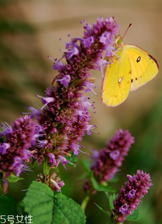 藿香能驅(qū)蚊嗎？藿香的作用