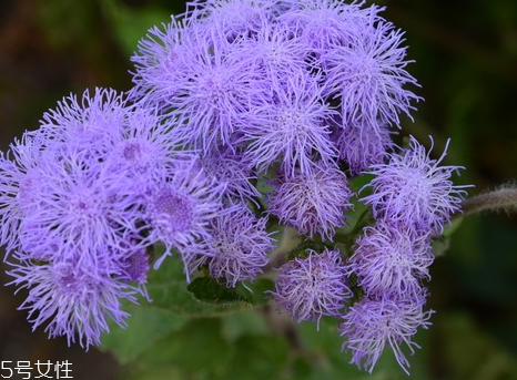 藿香能驅(qū)蚊嗎？藿香的作用