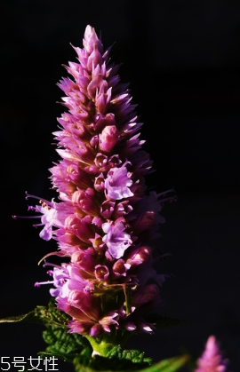 藿香可以家養(yǎng)嗎？藿香怎么種植？