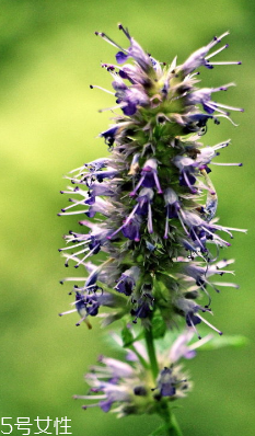 藿香可以家養(yǎng)嗎？藿香怎么種植？