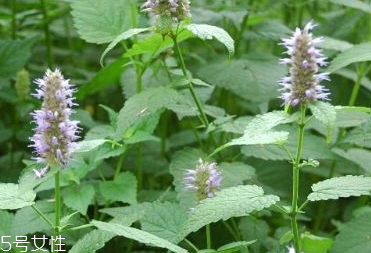 藿香和頭孢能一起吃嗎？藿香和頭孢能一起吃嗎？