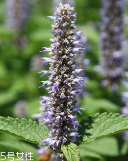 藿香和頭孢能一起吃嗎？藿香和頭孢能一起吃嗎？