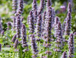 藿香在鹵水中的作用 藿香能放進(jìn)鹵水嗎？