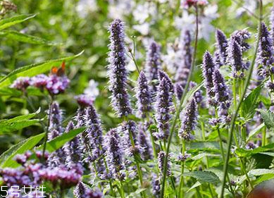 藿香在鹵水中的作用 藿香能放進(jìn)鹵水嗎？