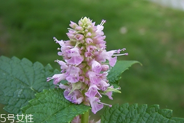 藿香和廣藿香一樣嗎？藿香和廣藿香的區(qū)別