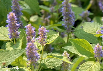 藿香和廣藿香一樣嗎？藿香和廣藿香的區(qū)別