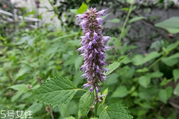 藿香和佩蘭能一起吃嗎？藿香和佩蘭的作用