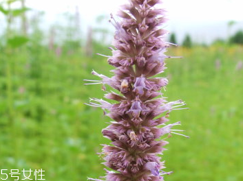 藿香和佩蘭能一起吃嗎？藿香和佩蘭的作用