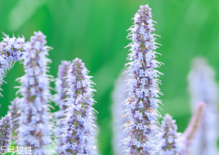 藿香和佩蘭能一起吃嗎？藿香和佩蘭的作用