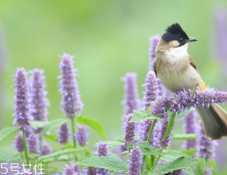 藿香和什么不能一起吃？藿香能和阿莫西林一起吃嗎