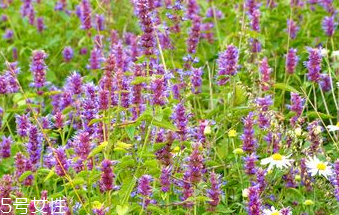 藿香和什么不能一起吃？藿香能和阿莫西林一起吃嗎