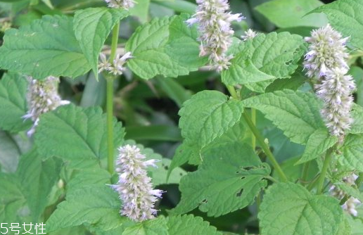 藿香適合哪些人吃？哪些人適合吃藿香？