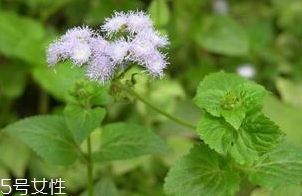 藿香適合哪些人吃？哪些人適合吃藿香？