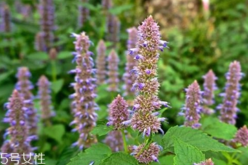 藿香適合哪些人吃？哪些人適合吃藿香？