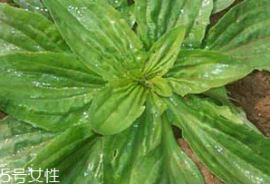 車前草是什么？車前草的作用是什么