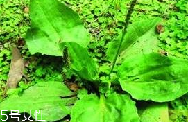 車前草是什么？車前草的作用是什么