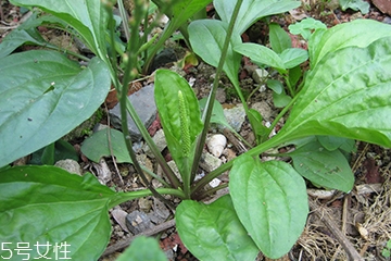 車前草是什么？車前草的作用是什么
