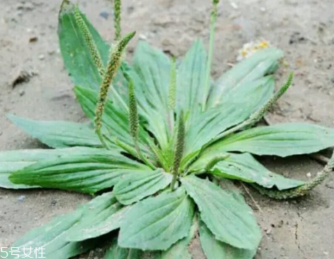 車前草怎么吃？車前草怎么做好吃？