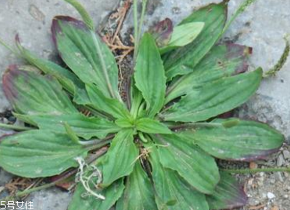 車前草怎么吃？車前草怎么做好吃？