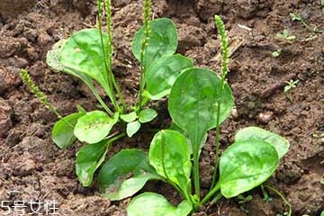 車前草怎么吃？車前草怎么做好吃？