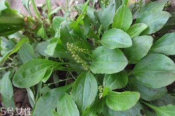 車前草和平車前的區(qū)別 車前草是平車前嗎？