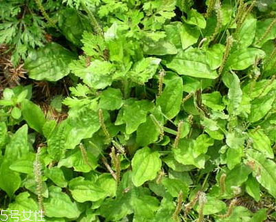 車前草和平車前的區(qū)別 車前草是平車前嗎？