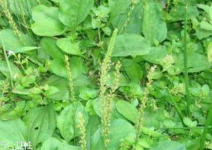 車前草和平車前的區(qū)別 車前草是平車前嗎？