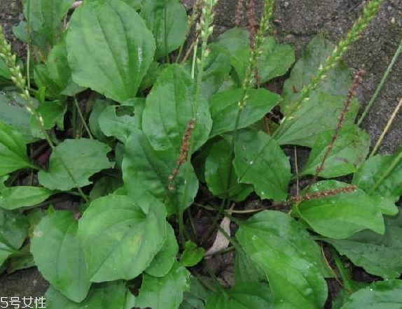 車前草可以經(jīng)常喝嗎？經(jīng)常和車前草會(huì)怎么樣？