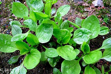 車前草可以經(jīng)常喝嗎？經(jīng)常和車前草會(huì)怎么樣？