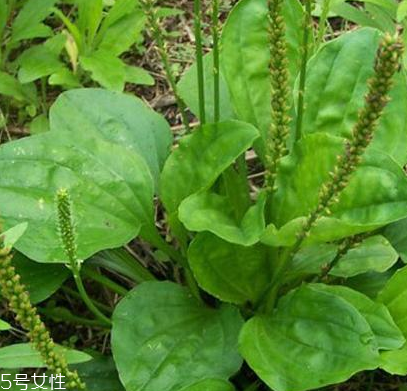 車(chē)前草是寒性還是熱性？車(chē)前草是寒性的嗎？