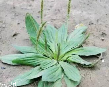 車(chē)前草是寒性還是熱性？車(chē)前草是寒性的嗎？