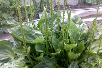 車前草是寒性還是熱性？車前草是寒性的嗎？