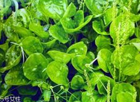 車(chē)前草和蒲公英能一起泡茶嗎？車(chē)前草和蒲公英能一起吃嗎？