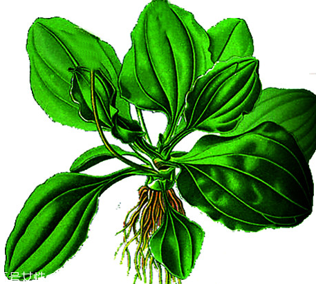 車(chē)前草和蒲公英能一起泡茶嗎？車(chē)前草和蒲公英能一起吃嗎？