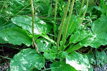 車前草能治婦科病嗎？車前草能治高血壓嗎？