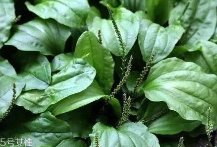 車前草能治婦科病嗎？車前草能治高血壓嗎？