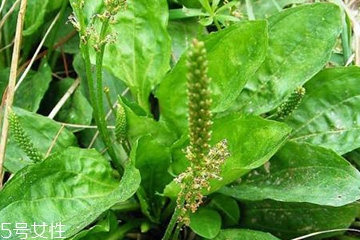 車前草的熱量 車前草能夠減肥嗎？