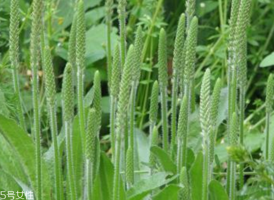 車前草的熱量 車前草能夠減肥嗎？