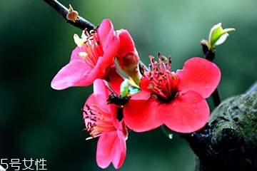 梅花可以糧酒嗎？梅花酒什么味道？