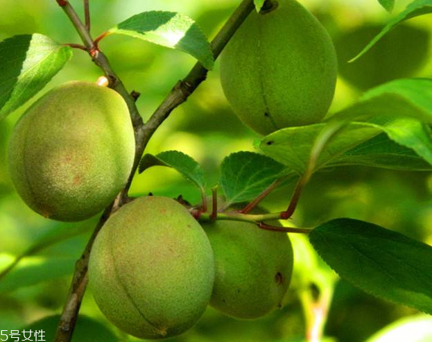 梅花會結(jié)果子嗎？梅花果子能吃嗎？