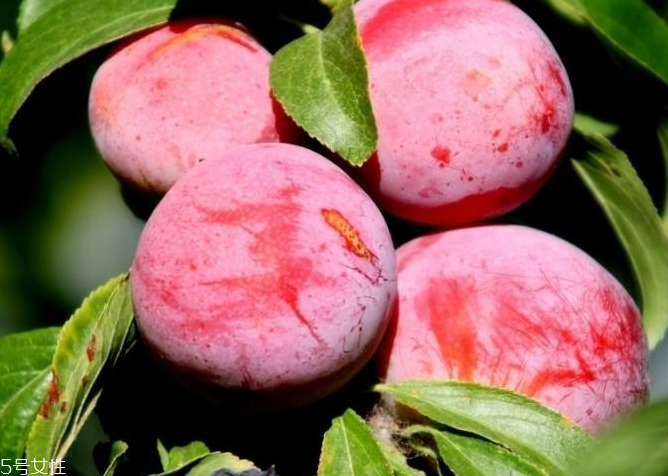 梅花能和雞蛋一起吃嗎？梅花不能和什么一起吃