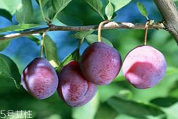 梅花能和雞蛋一起吃嗎？梅花不能和什么一起吃