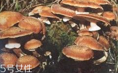 榛蘑是蘑菇嗎？榛蘑是什么蘑菇？