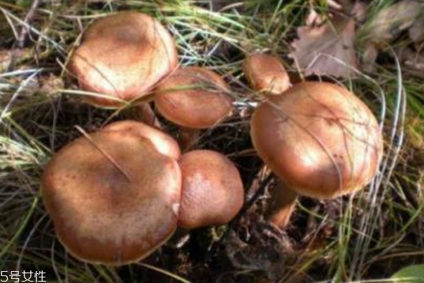 榛蘑是什么？榛蘑是干嘛的